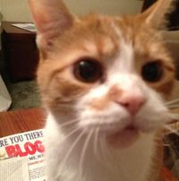 Does My Cat Like Me For More Than My Ability To Fill Her Food Dish?