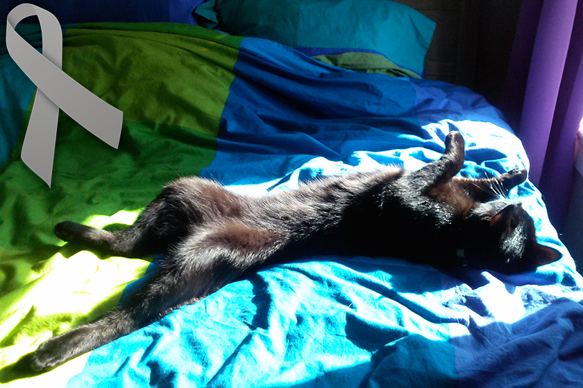 feline diabetes relaxed cat