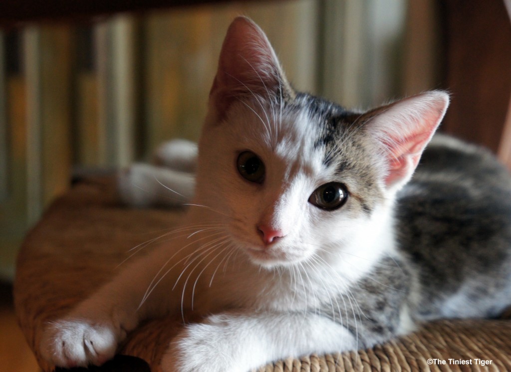 Adopt A Cat Month: Are You Ready For A Cat?
