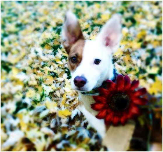 cute dog