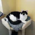 indoor cat comfort