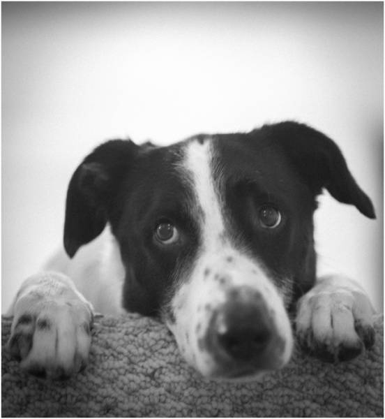 PetSmart Charities: Be My Valentine Weekend