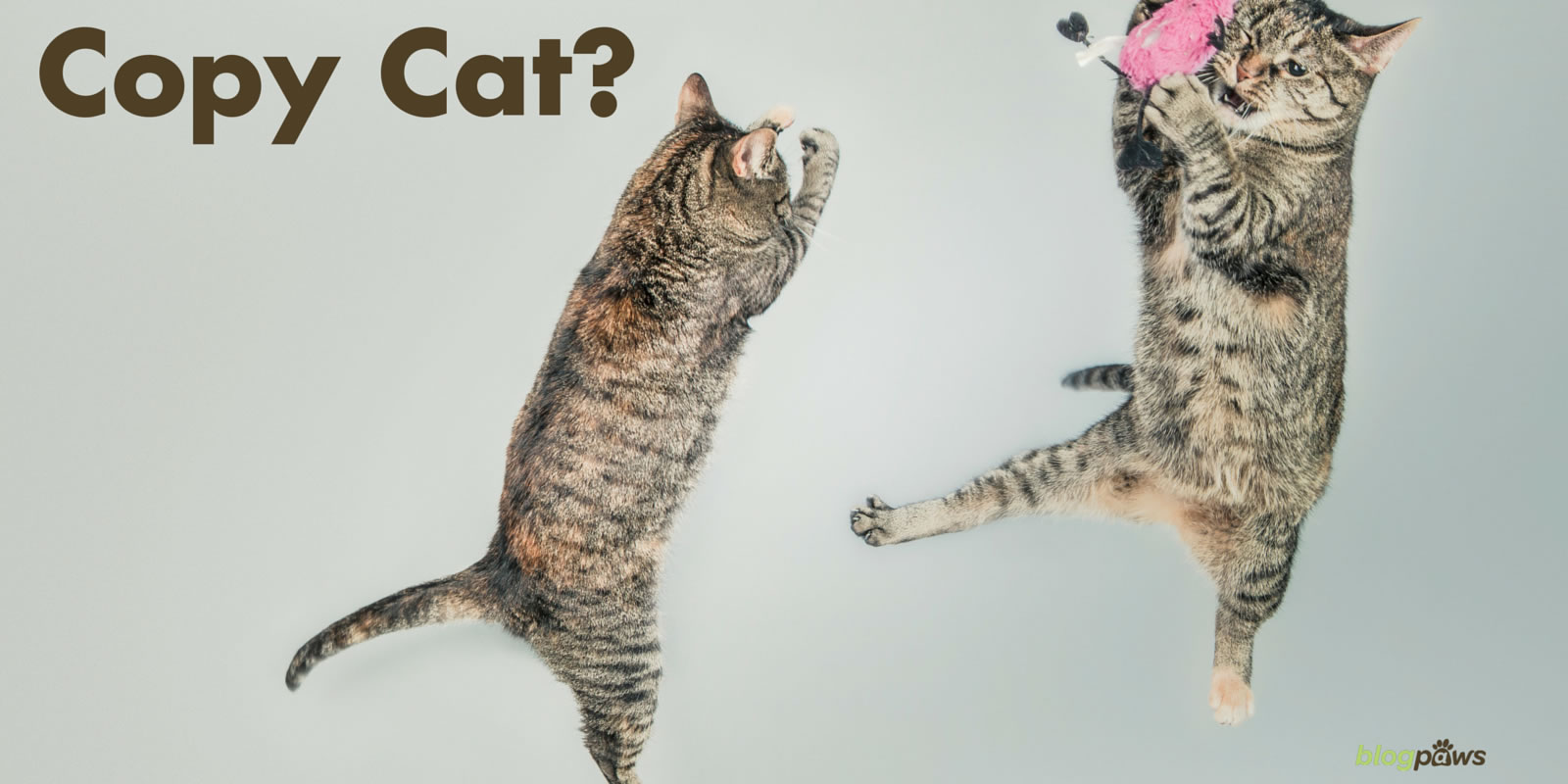 Copy Cat?