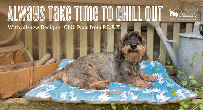 BlogPaws News Bite: Warm Bellies Initiative