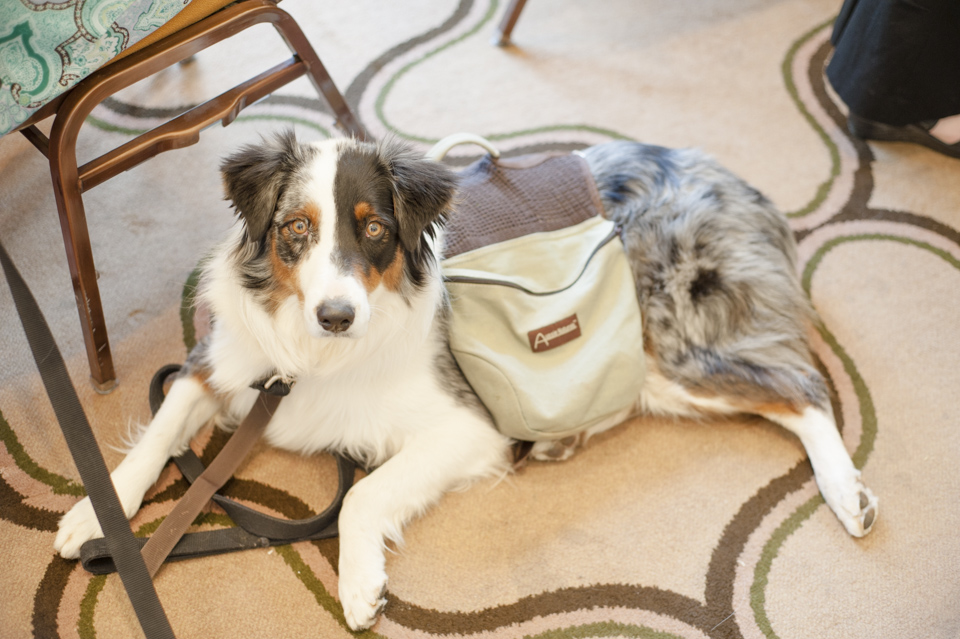 blogpaws