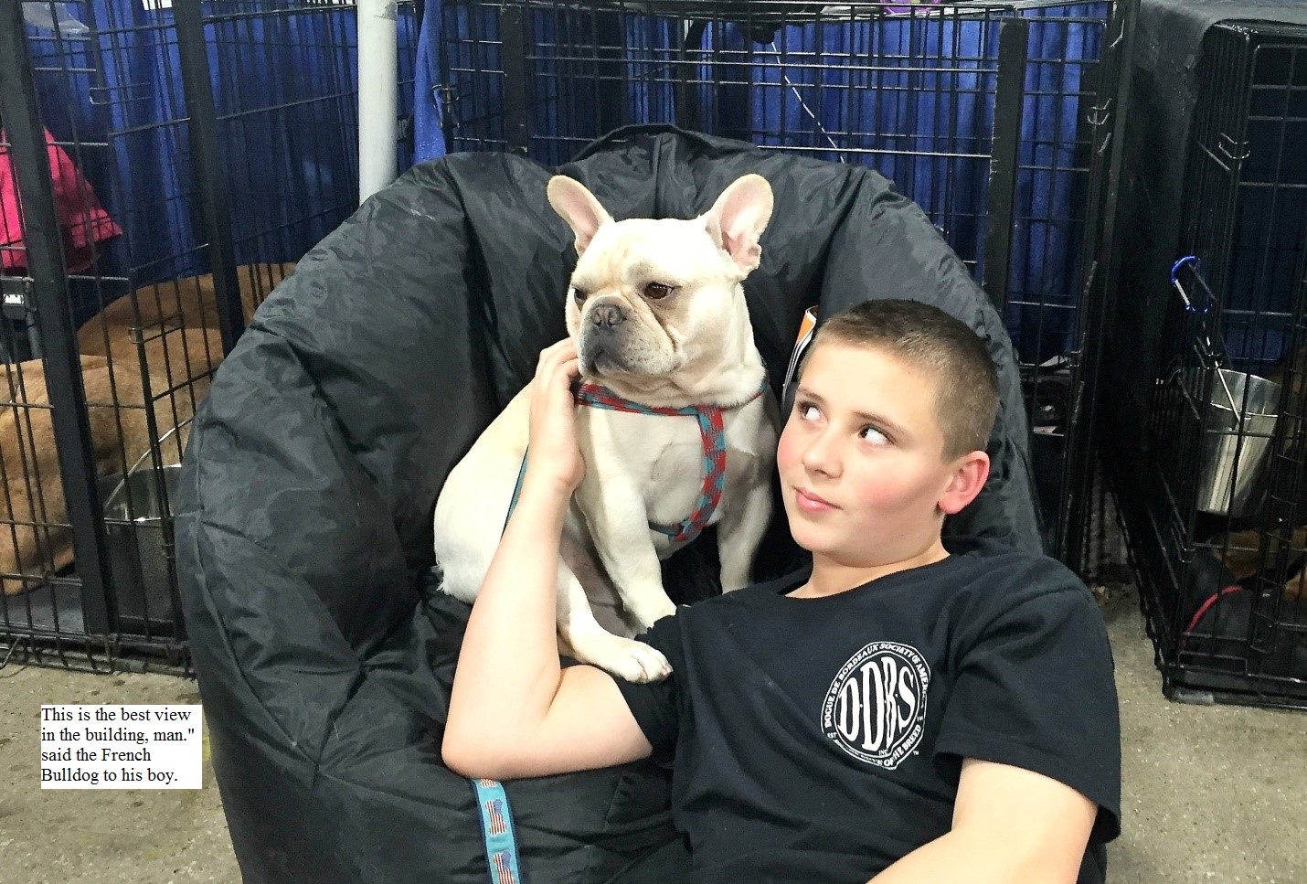 French Bulldog