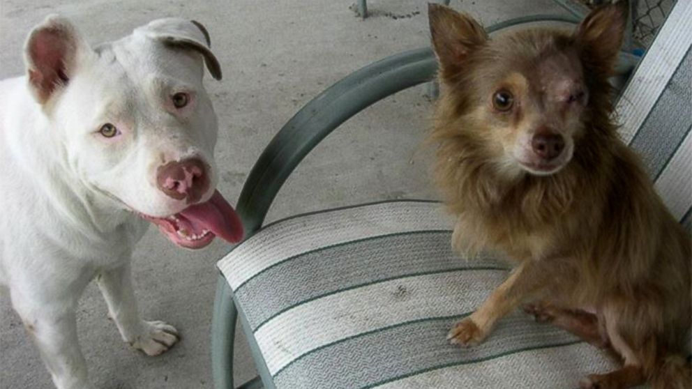 BlogPaws News Bite: The Power Of Pet Love