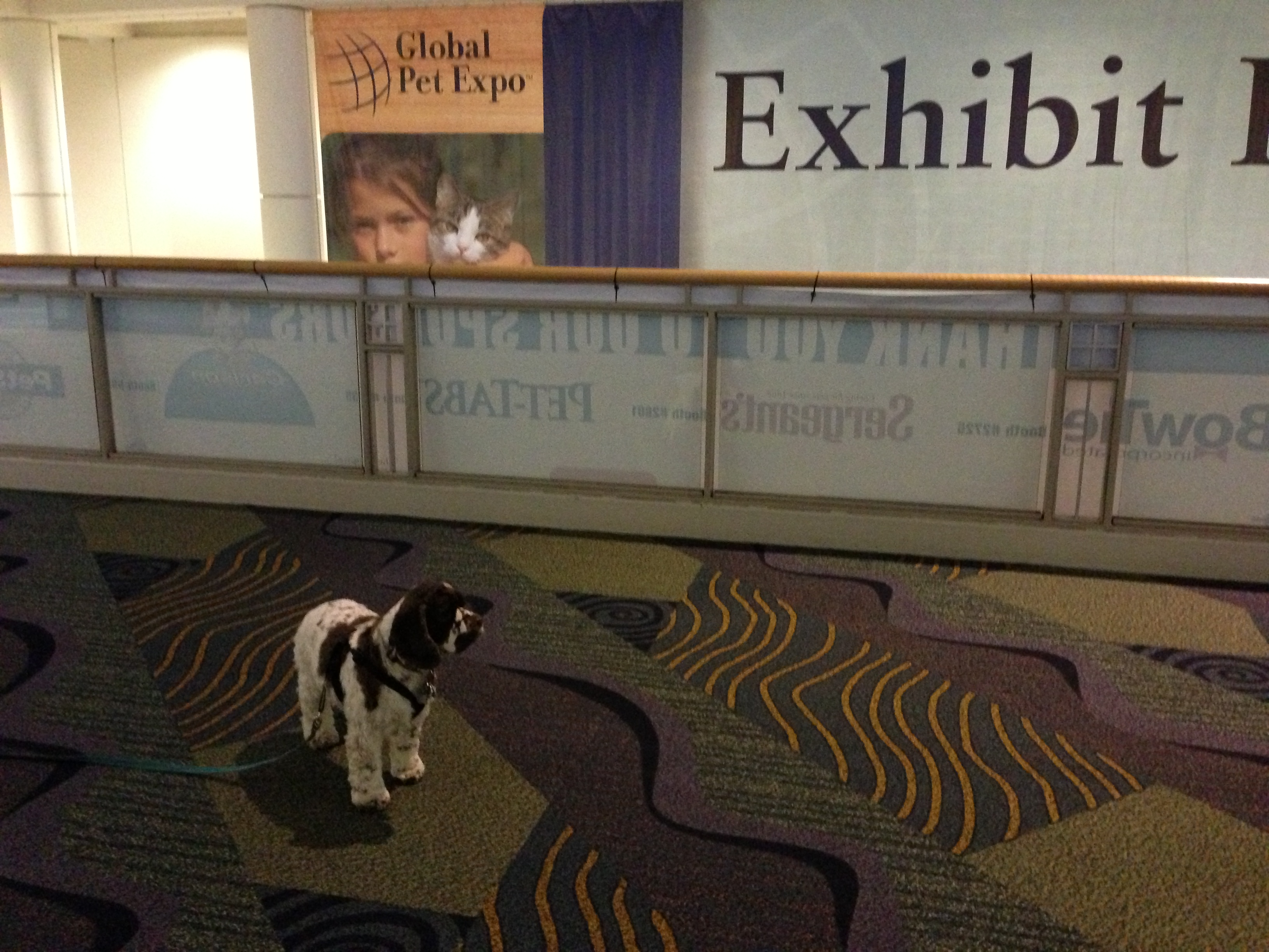 pet_expo
