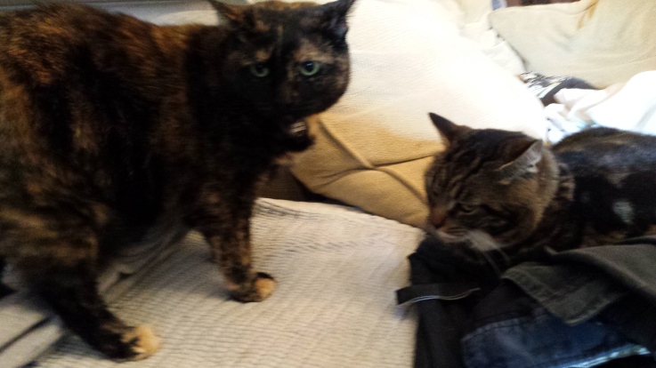 kitties