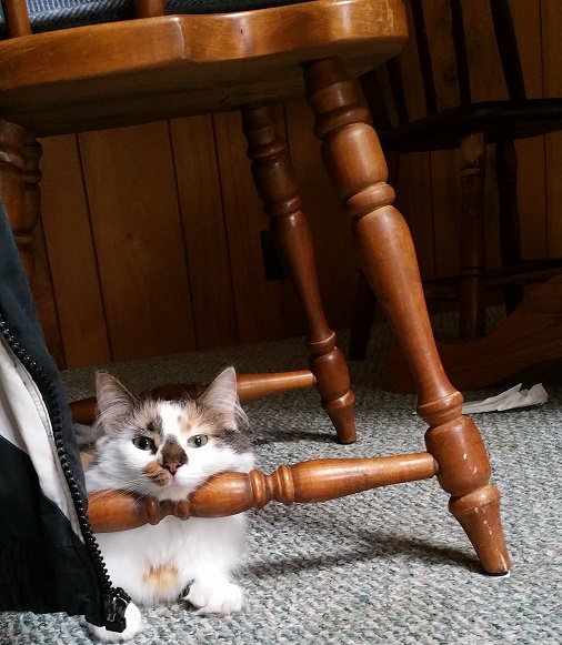 #PetSafety For Cat Lovers