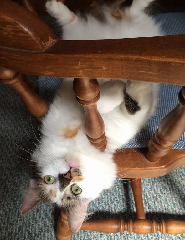 indoor cat comfort