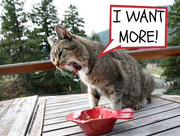 Cat wants more food