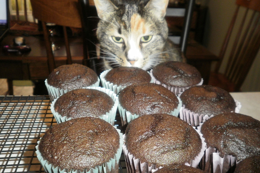 Phoebe and cupcakes shelter donation