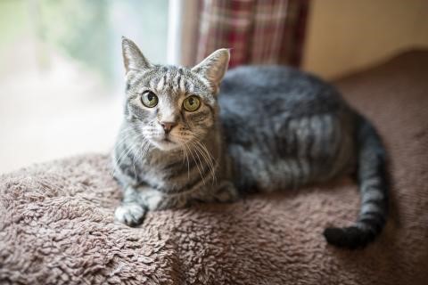 12 Days of Pet Adoption Cheer #PetSmart (Day 1 & 2)