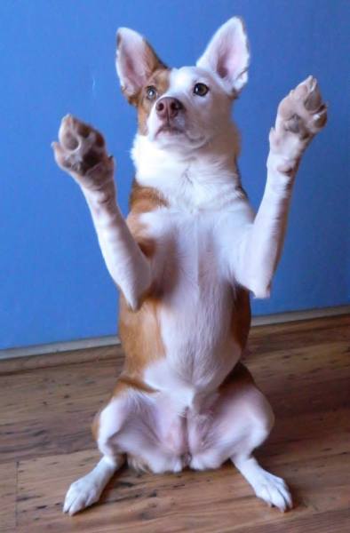 cute dog