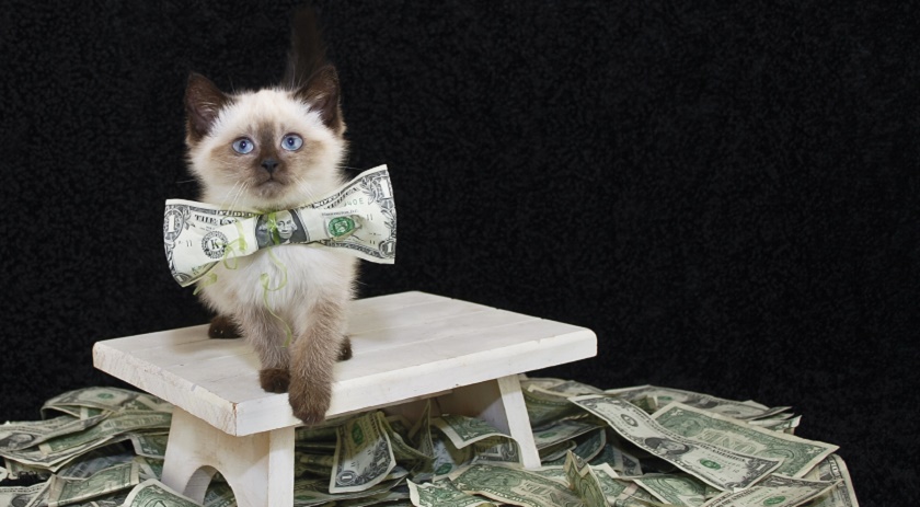 Make Money With Your Pet Blog: Treat It Like A Business