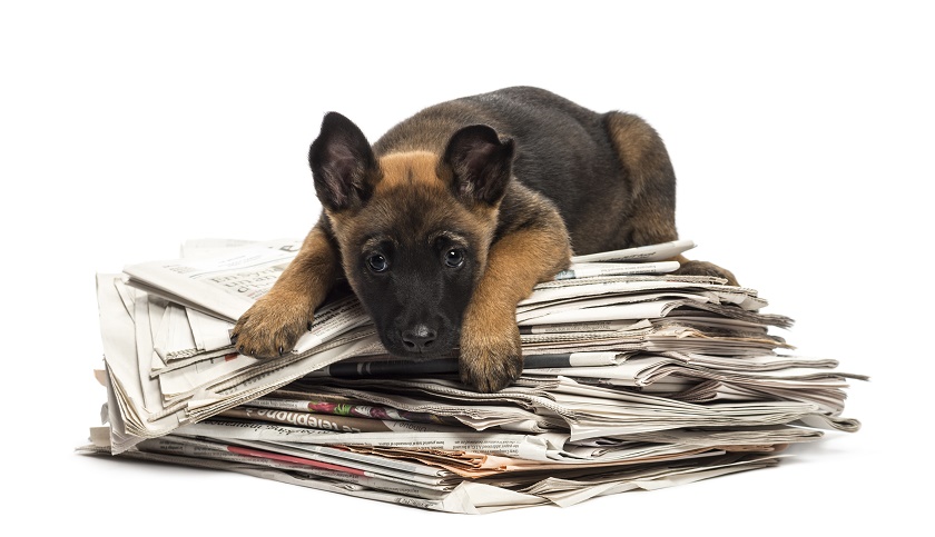 BlogPaws News Bite: Can Pets Help Kids Soar In School? #BPPet360
