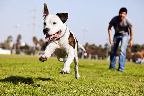 Find The Pet Of Your Dreams At AllPaws.com