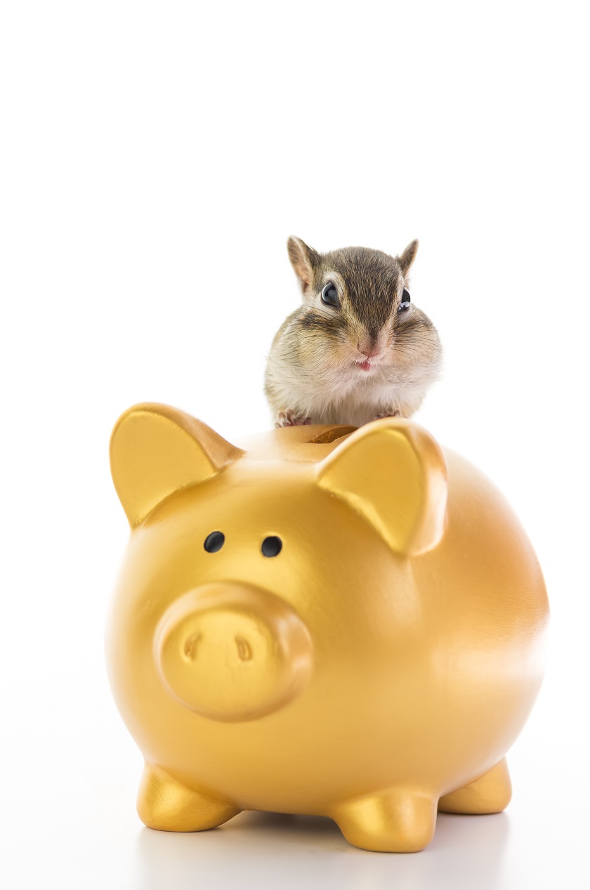 Pet Blogger Education Month: Is Your Blog A Business Or A Hobby?