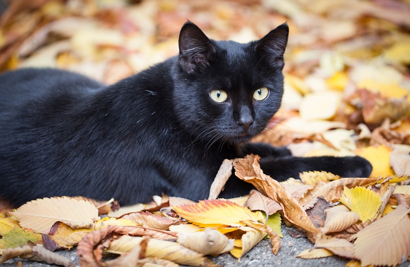 #BPPet360: Debunking Black Cat Bad Luck Myths