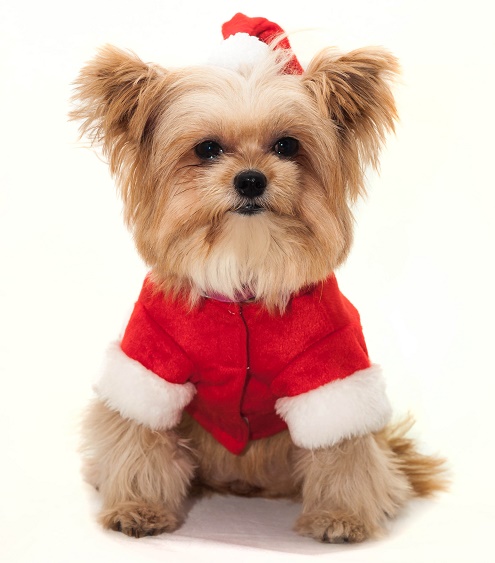 Tips For Holiday Giving For Pets