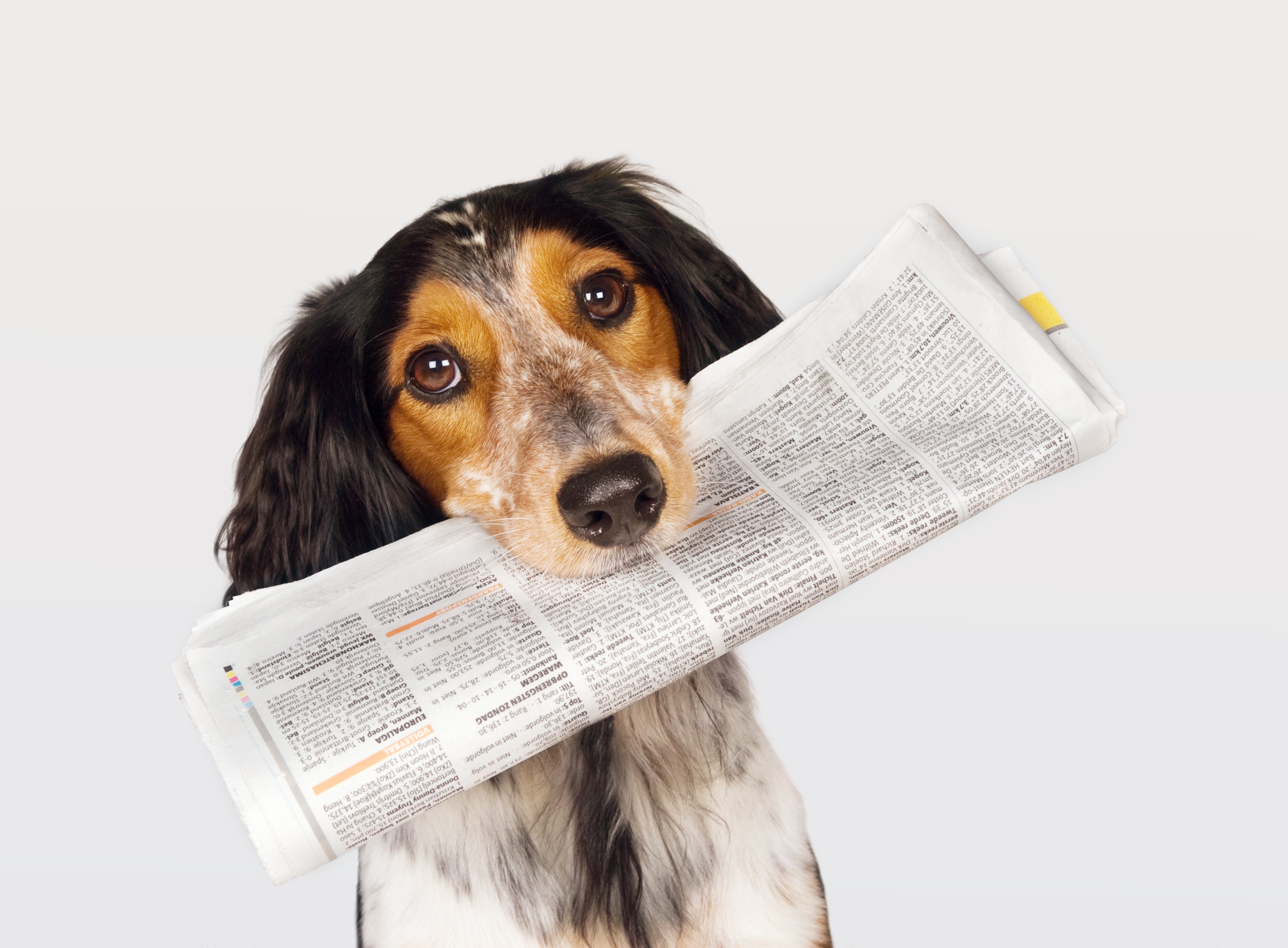 Pet Blogger Education Month: Read All About You!