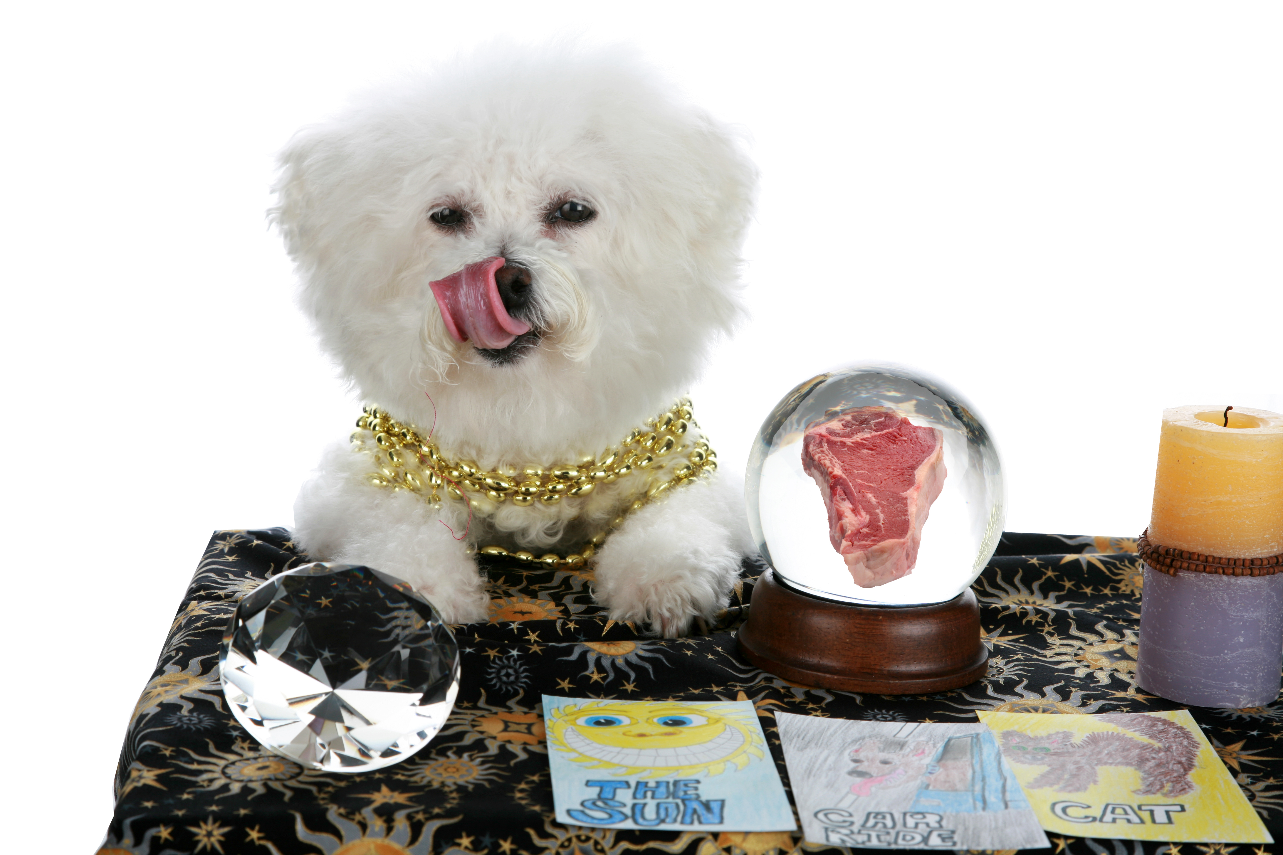 Last 2013 Round Up And A New Year’s Eve #BlogPawsChat