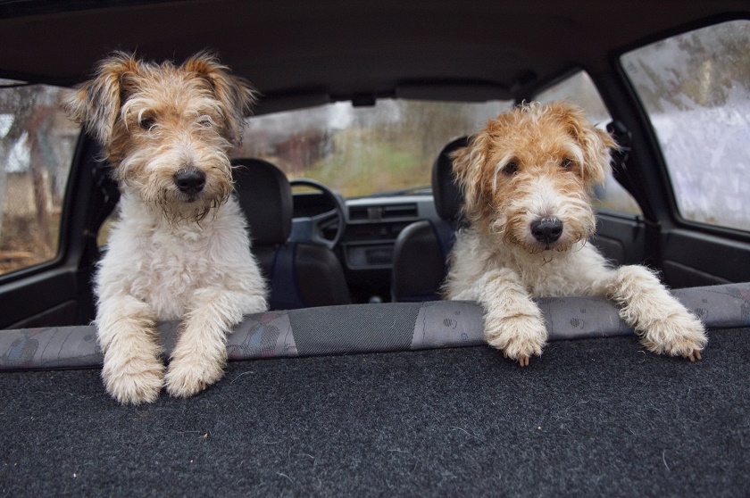 Should You Get A Second Dog?