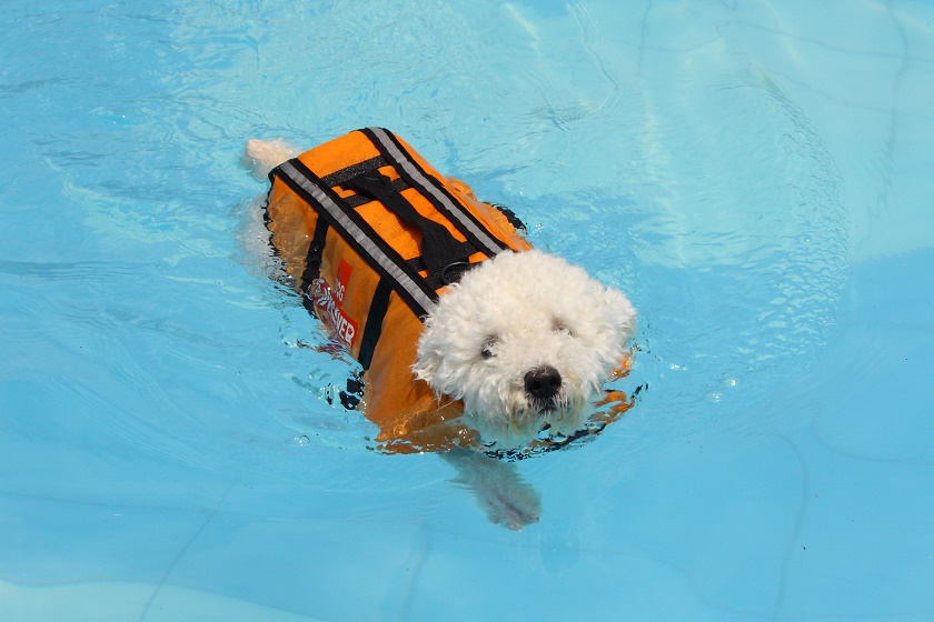 #PetSafety Around Swimming Pools