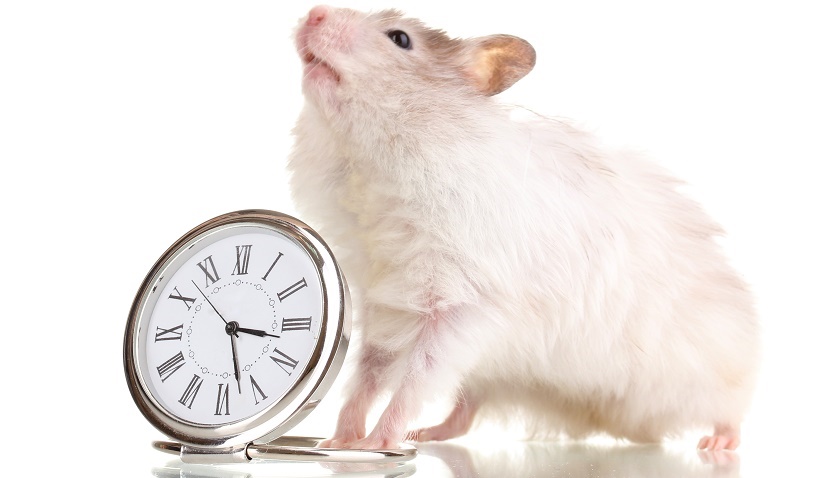 Productivity Tips For Pet Bloggers