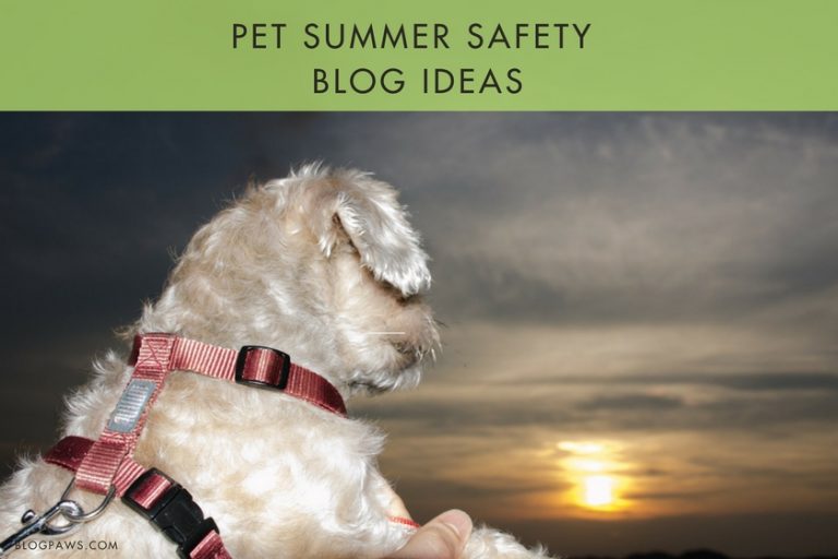 Pet blog summer safety ideas
