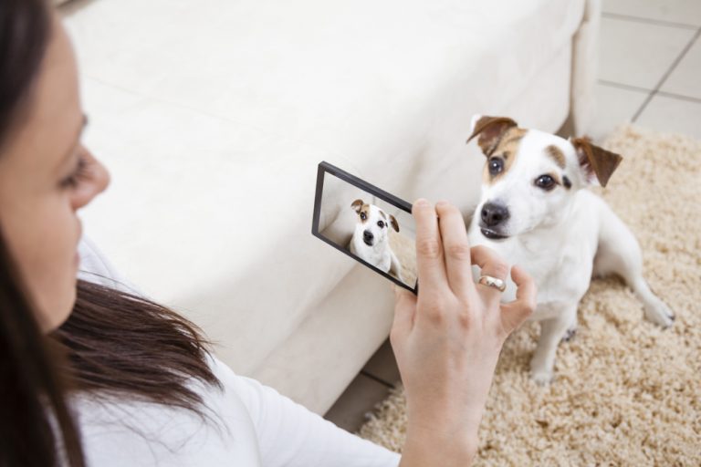 taking photo of pet