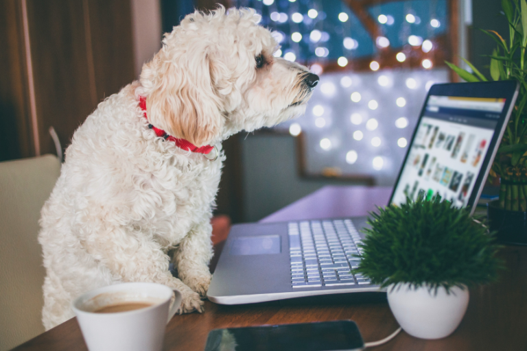 dog looking at pictures on laptop | How to Tag Photos in WordPress