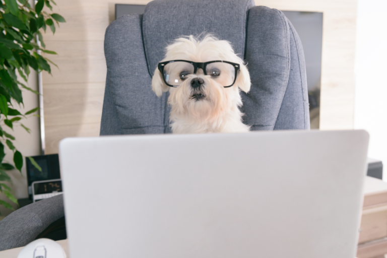 dog sitting in front of a laptop | How to Install Google Analytics 4 on WordPress