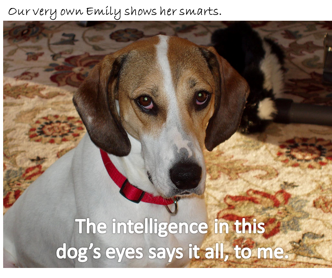 Can Cats and Dogs Learn from Us?