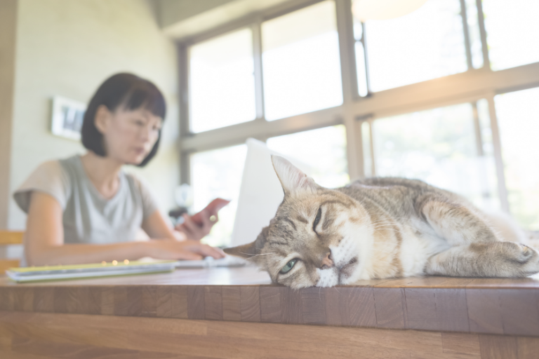 Women at computer in background with cat in foreground on desk looking at camera