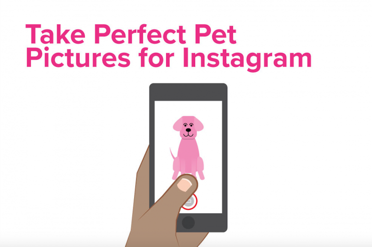 instagram pet pictures