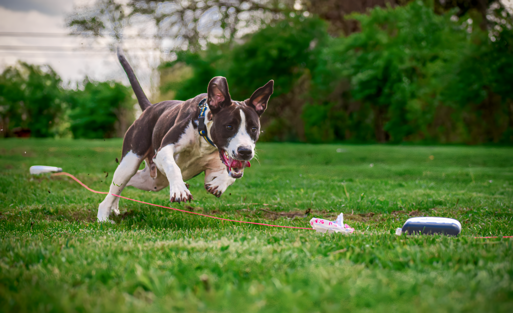 Dog running lure course by using Chase from SwitfPaws
