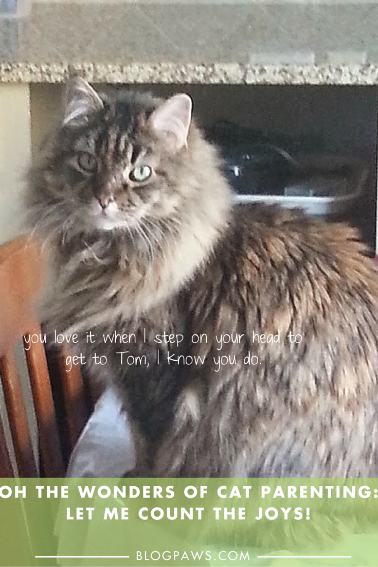 the Joys of cat parenting